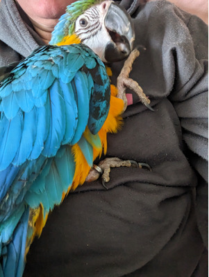 Macaw For Sale