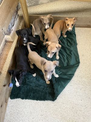 Whippet For Sale