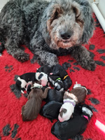 Sheepadoodle For Sale in the UK
