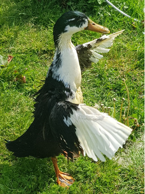 Duck Wanted in the UK