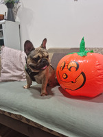 Male Fawn French Bull Dog For Sale