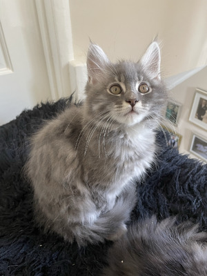 Pedigree GCCF registered Maine Coon Kittens For Sale | UKPets