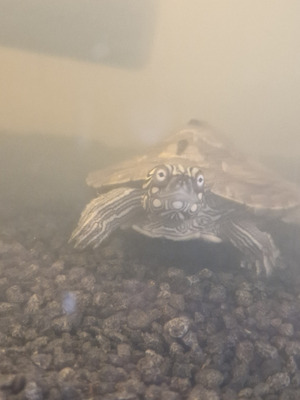 Turtle For Sale in the UK