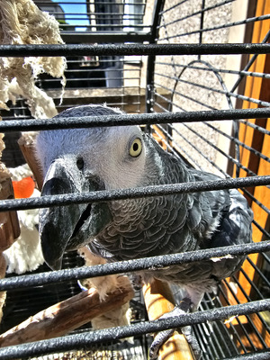 african-grey For Sale