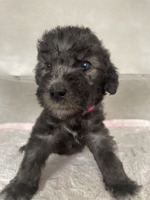 Pure Bedlington Terrier Puppies For Sale