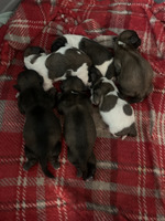 6 gorgeous shihtzu puppy’s for sale