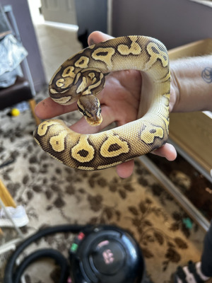 Available Python Snakes
