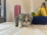 Pure breed Persian kittens for sale