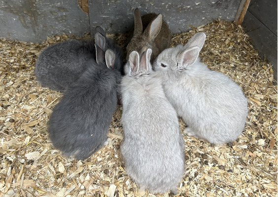 10 week old Netherland Dwarf / Lionhead mix rabbits For sale | UKPets