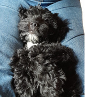11 week old male Sproodle For Sale