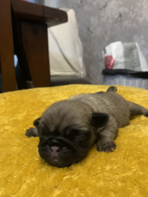 Pugs For Sale