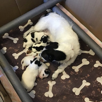 Miniature Jack Russells Puppies For Sale