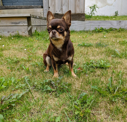 Chihuahua For Stud
