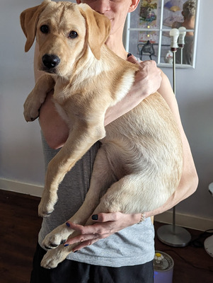 Labrador Retriever For Sale