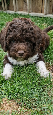 Lagotto Romagnolo for Rehoming