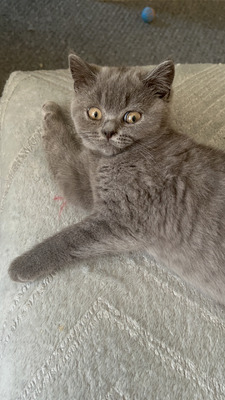 Ready now!! British Shorthair Champion Line Kittens For Sale!