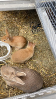 2 baby rabbits for sale