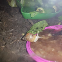 3 baby land snails with tank for sale