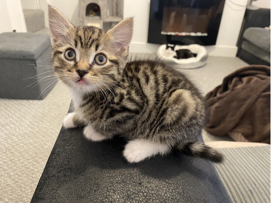 3 Beautiful Boy Tabby Kittens For Sale | UKPets