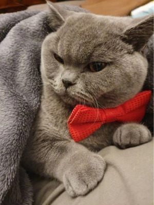 BEAUTIFUL BIG BRITISH SHORTHAIR BOY FOR STUD | UKPets