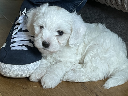 Cavapoo For Sale in Great Britain