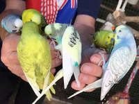 Available Budgerigars