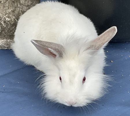 Male rabbits for hot sale sale near me