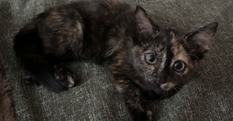 Fluffy tortoiseshell sales kitten for sale