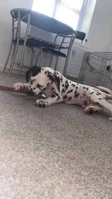 Dalmatian 10 weeks old puppy for sale | UKPets