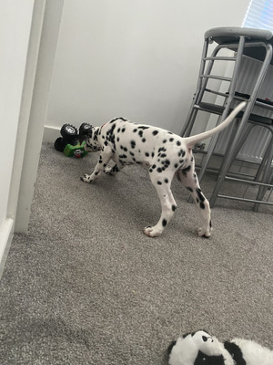 Dalmatian 10 weeks old puppy for sale | UKPets