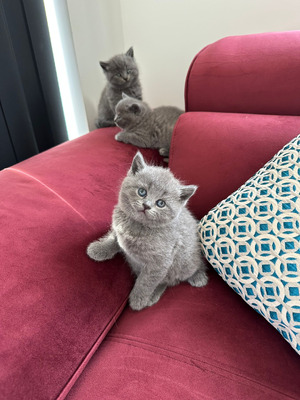Available British Shorthairs