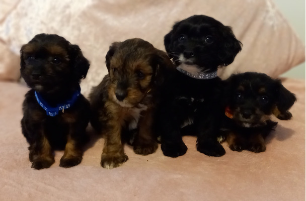 Jackapoo Dogs and Puppies For Sale in the UK