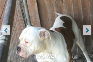American Bulldogs for Rehoming