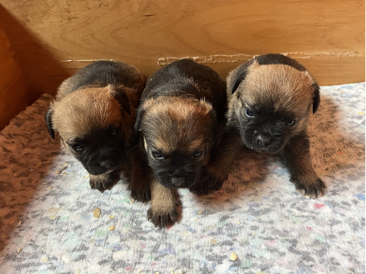 Border Terrier For Sale in Great Britain