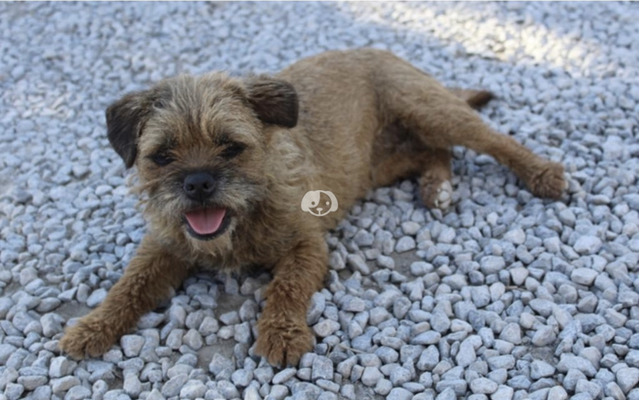 Border Terrier For Sale in the UK