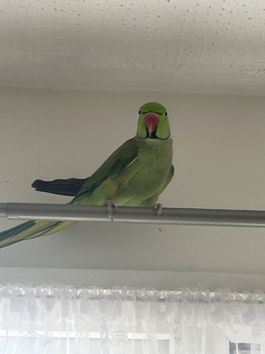 Ringneck For Sale in Great Britain