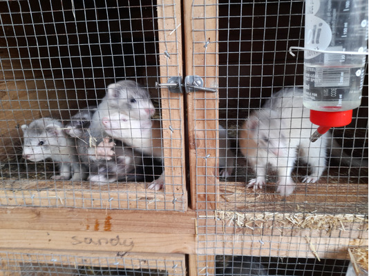 Ferret For Sale in the UK