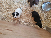 Sprocker pups for sale