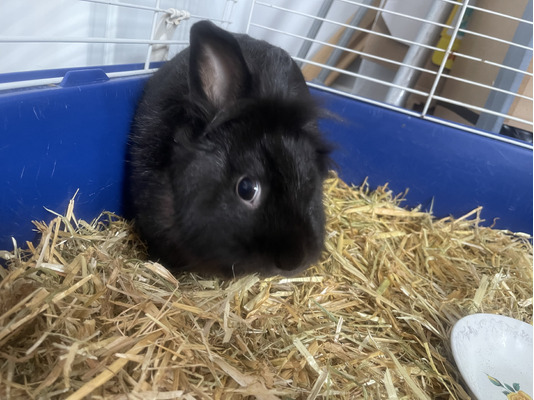 Lionheads for Rehoming
