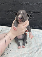 Staffy puppies for sale