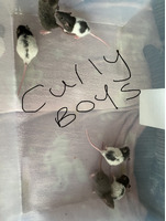 Baby rats for sale £15 a pair