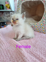4 beautiful ragdoll kittens for sale