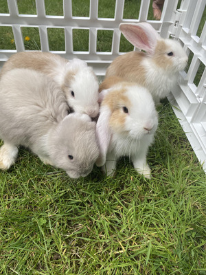French Lop For Sale in Lodon