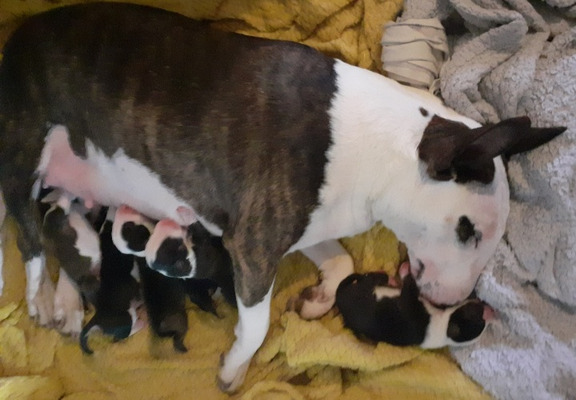 English Bull Terrier Dogs And Puppies For Sale In The Uk