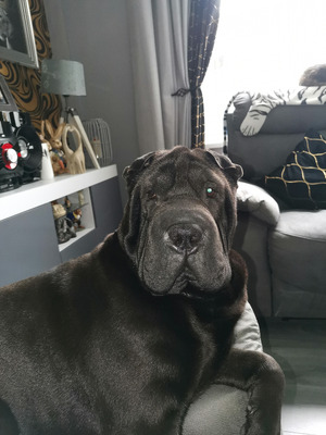 Shar Pei For Sale in Great Britain