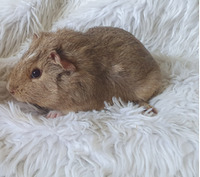 Female and male guineapigs for sale
