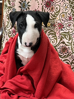 English Bull Terrier For Sale in the UK