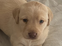 Georgeous Labrador puppies for sale