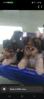 Available Fox Terriers