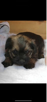 Border terrier dogs for sale ready now !